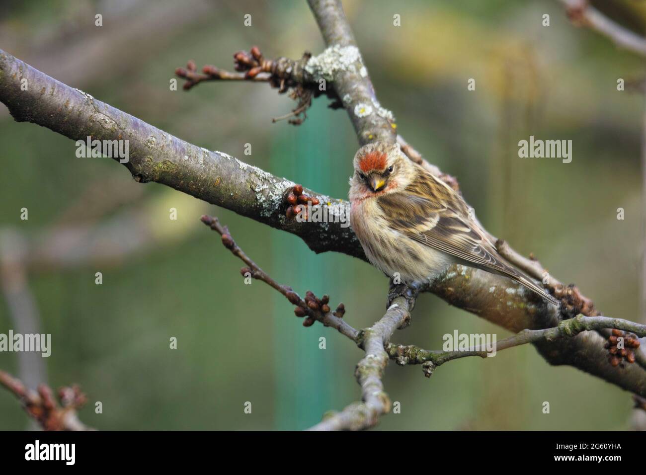 La France, le Bas Rhin, l'Obernai, le fiché de Sizerin ou le cabaret de Sizerin (Acanthis flammea, synonyme: Carduelis flammea) posé dans un cerisier Banque D'Images