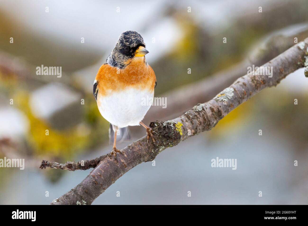 France, Bas Rhin, Obernai, Chaffinch du Nord (Fringilla montifringilla), mâle posé dans un cerisier en hiver avec de la neige Banque D'Images