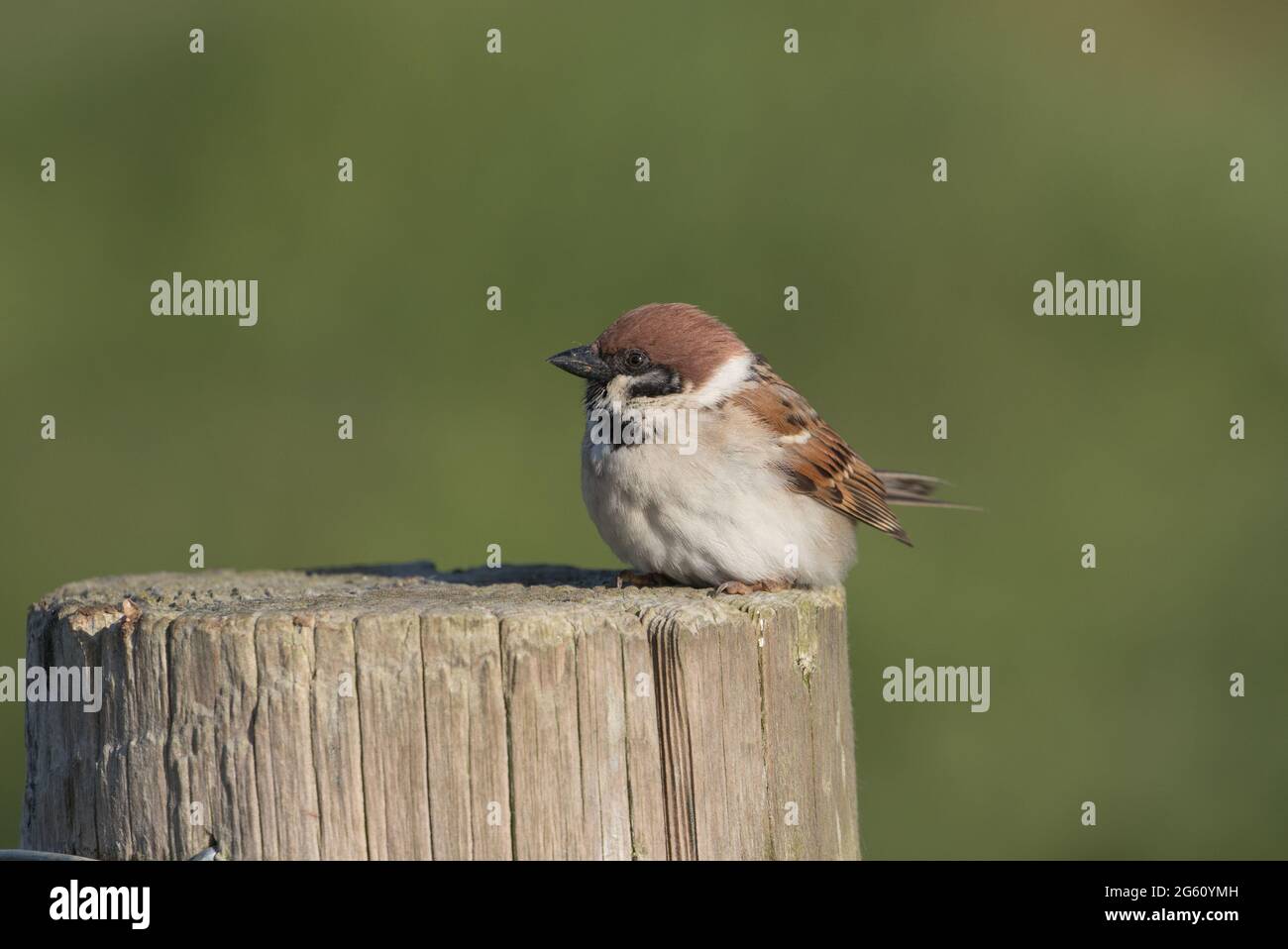 Bruant des arbres aux falaises Bempton de RSPB Banque D'Images
