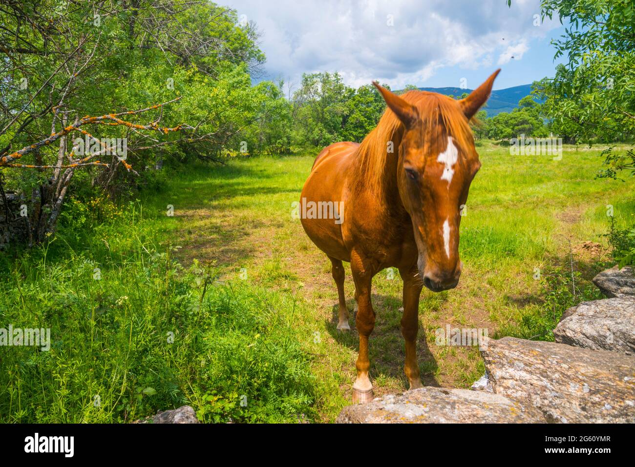 Caballos equino equino animal animales Banque de photographies et d