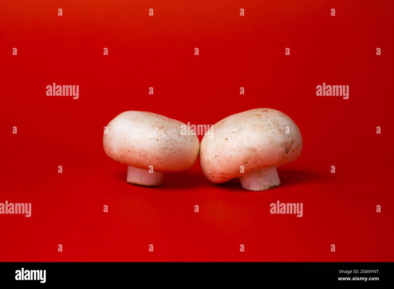 deux champignons blancs sur fond rouge Banque D'Images