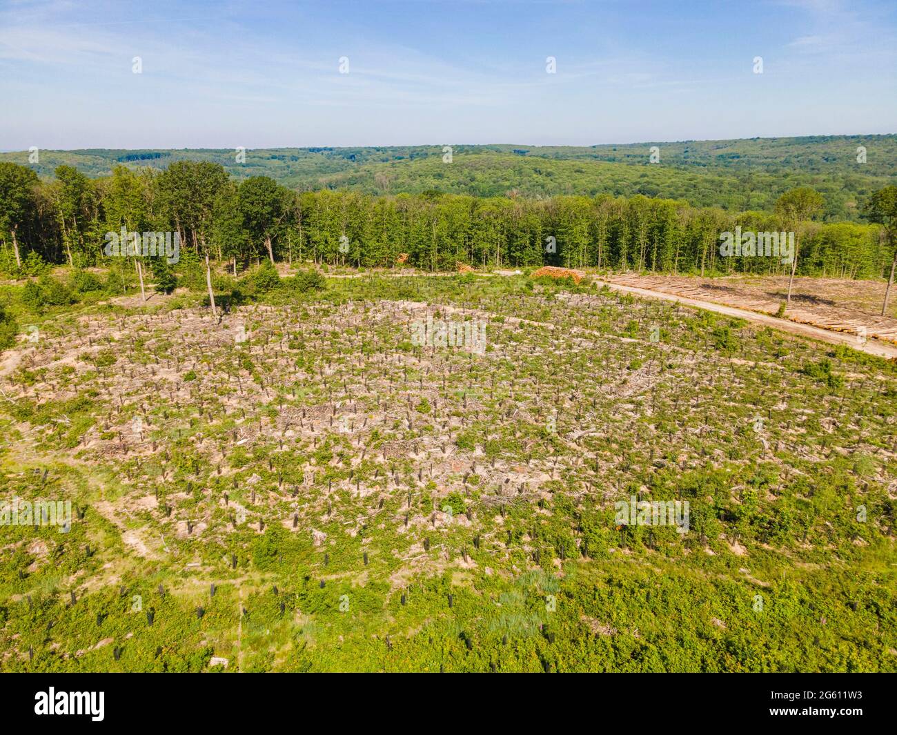 France, Val d'Oise, Forêt de Montmorency, parcelle de gauche avec jeunes chênes et parcelle de droite où les châtaigniers ont été abattus en raison de la maladie de l'encre (vue aérienne) Banque D'Images