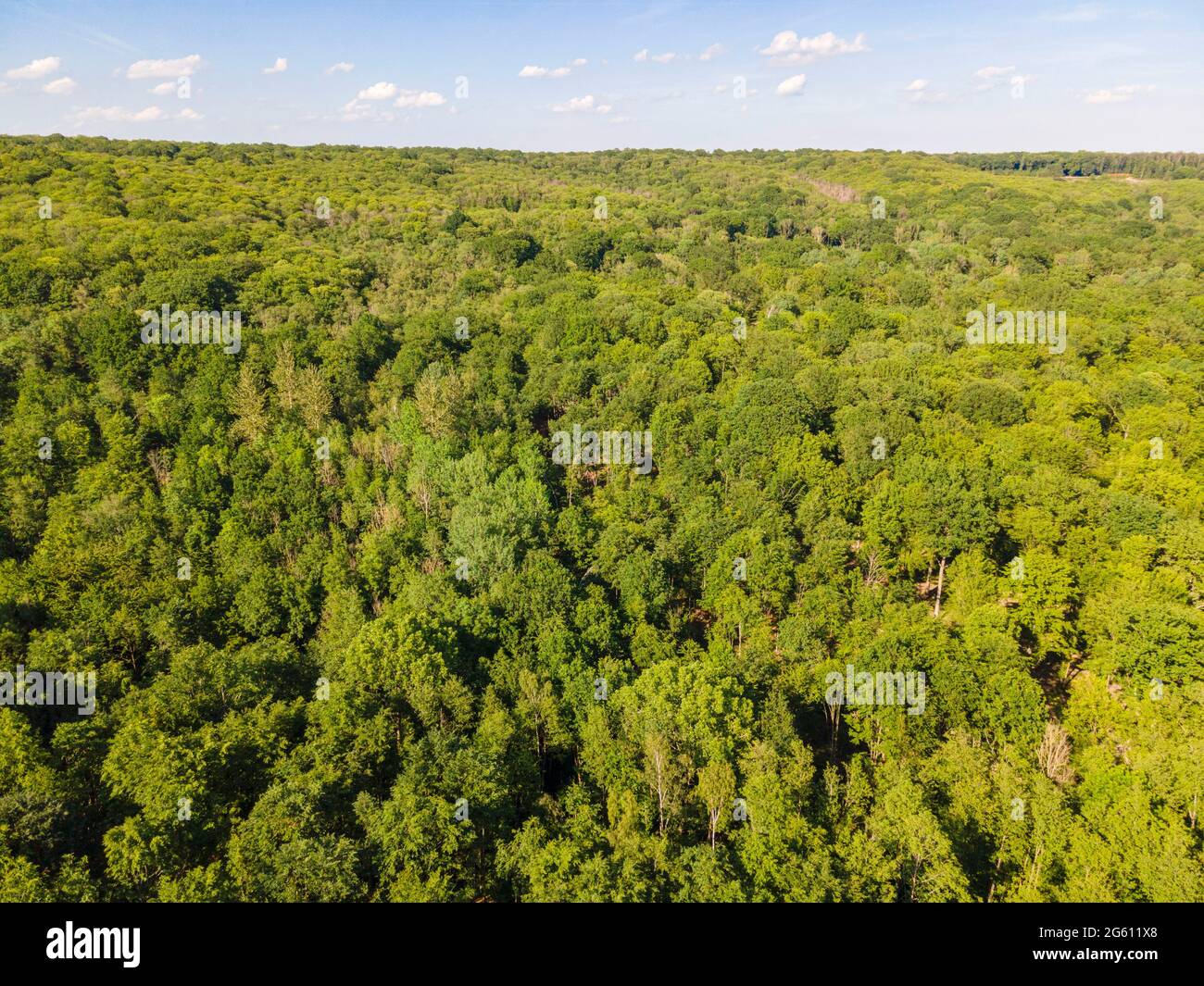 France, Val d'Oise, Forêt de Montmorency (vue aérienne) Banque D'Images
