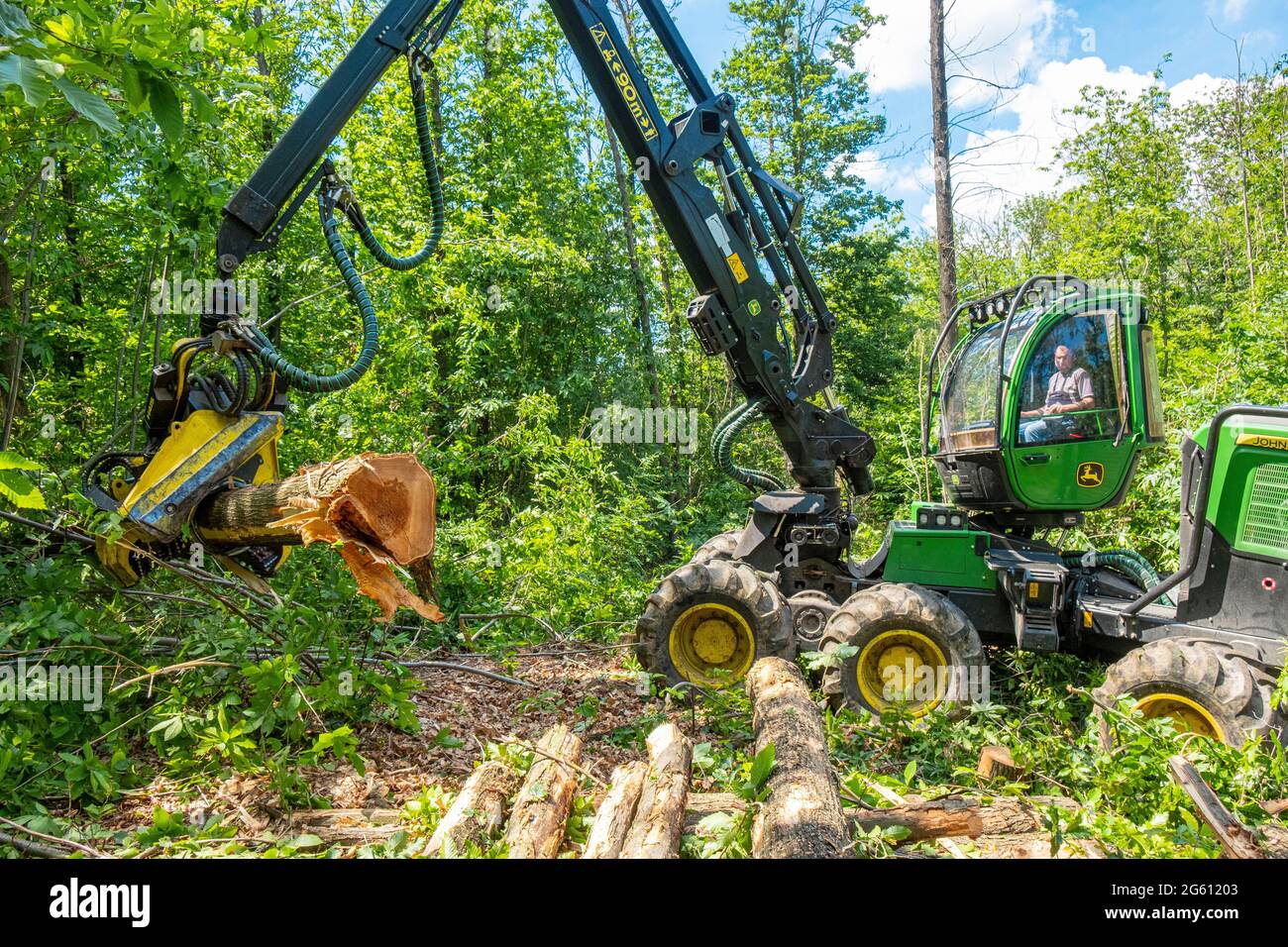 France, Val d'Oise, Forêt de Montmorency, châtaigniers abattant des châtaignes morts de la maladie de l'encre Banque D'Images