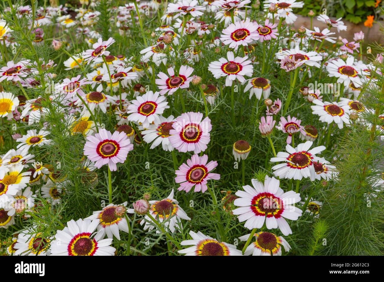 France, Ille et Vilaine, corps Nuds, la Lande aux Pitois, les jardins de Rocambole, les jardins potagers artistiques et botaniques en agriculture biologique, une rencontre entre l'art et la nature, la cocarde chrysanthème, massif de fleurs Banque D'Images
