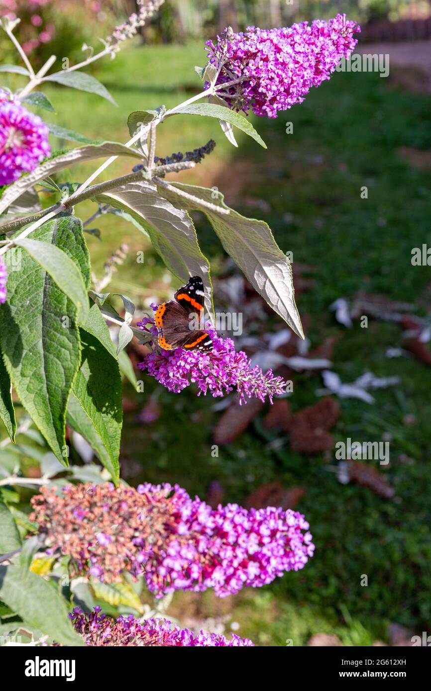 France, Ille et Vilaine, corps Nuds, la Lande aux Pitois, les jardins Rocambole, potagers artistiques et jardins botaniques dans l'agriculture biologique, UNE rencontre entre l'art et la nature, Buddleia de David (Buddleja davidi) ou buisson de papillon, en fleur Banque D'Images