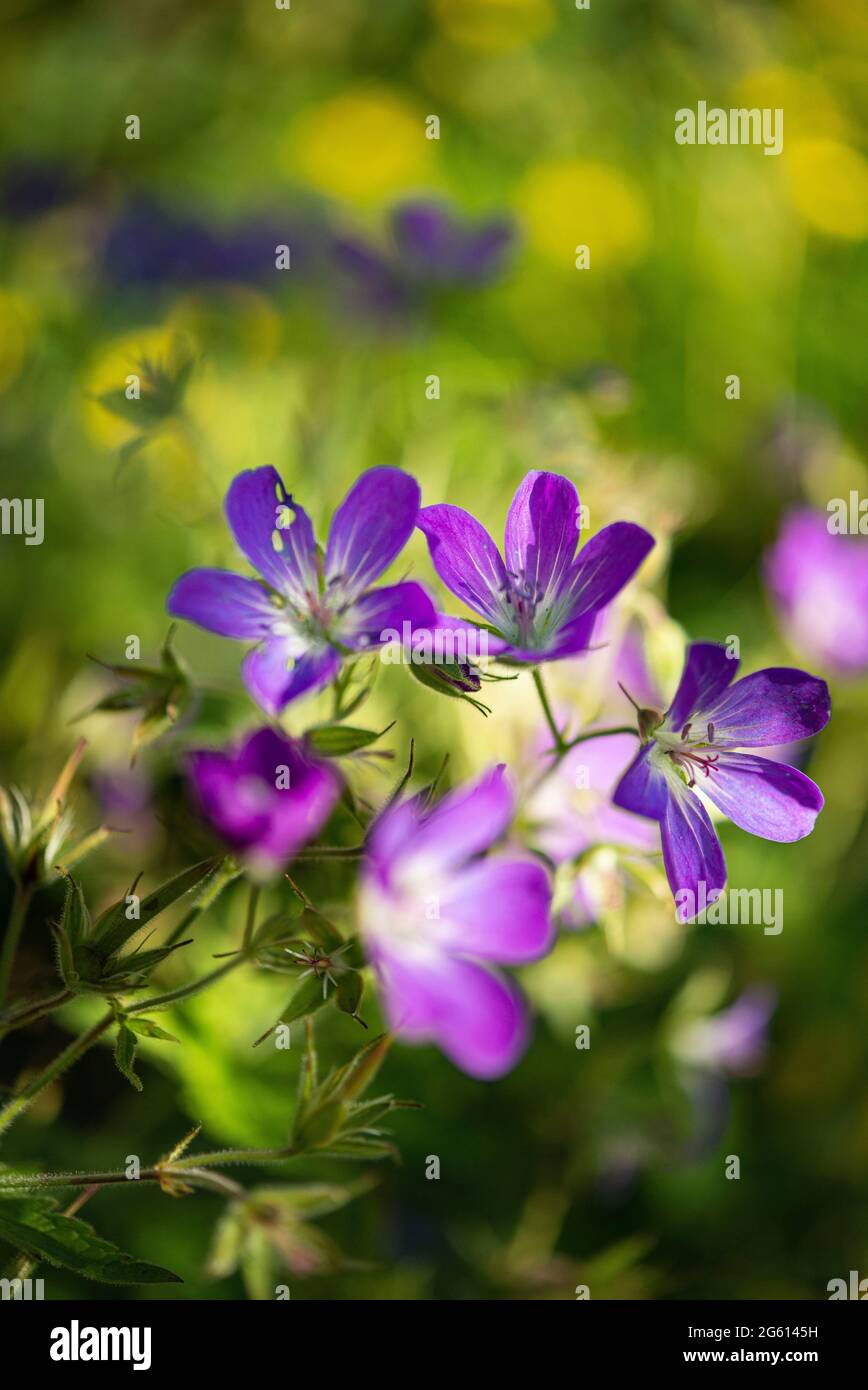 France, Alpes maritimes, massif du Mercantour, haute vallée du Var, Entraunes, Col de Cayolle, bois cranesbill (Geranium sylvaticum) Banque D'Images