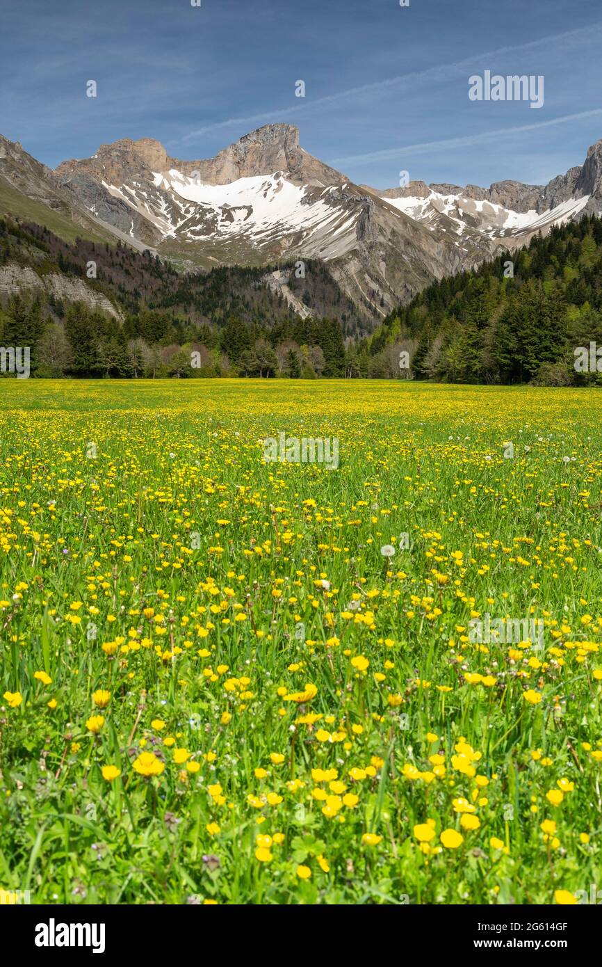 France, Drôme (26), Parc naturel régional du Vercors, vallon de la Jarjatte Banque D'Images