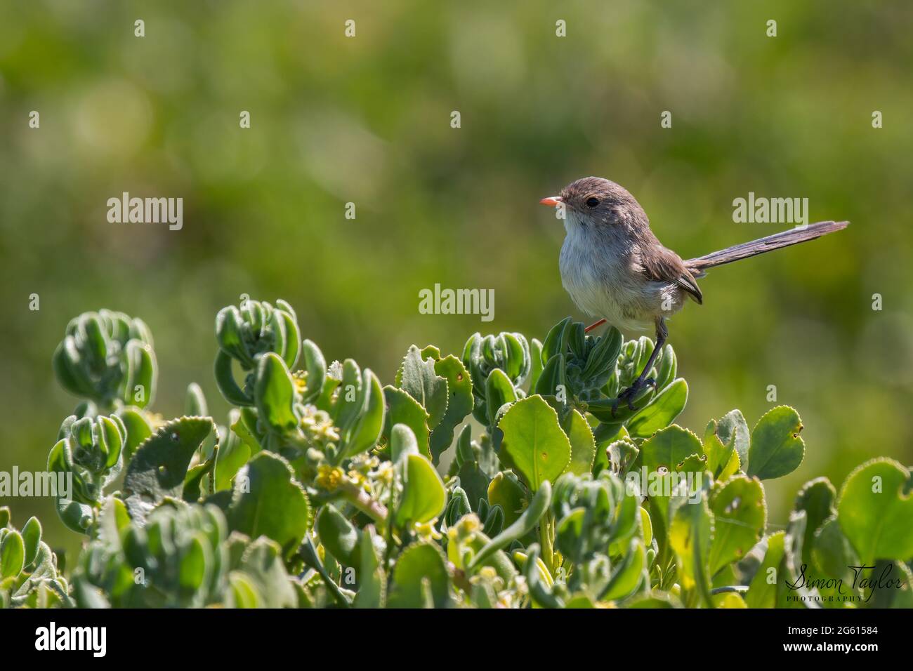 Splendide Fairywren - Femme, Burns Beach, Australie occidentale Banque D'Images