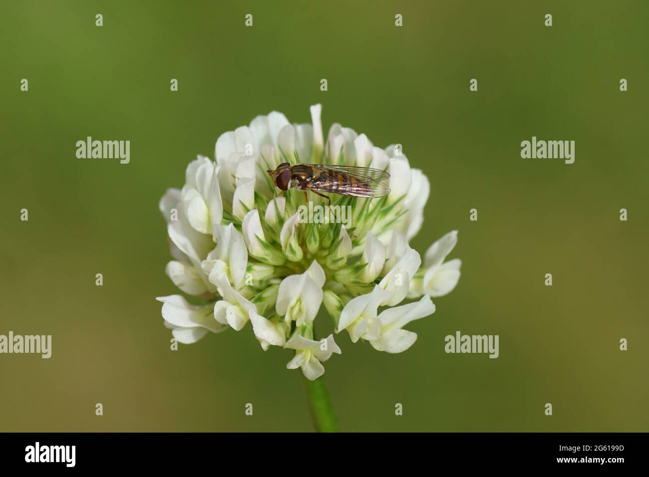 Gros plan sur le trèfle blanc (Trifolium repens), la famille des haricots Fabaceae et une mouche marmalade (Episyrphus balteatus), les planteurs de famille (Syrphidae). Jardin hollandais Banque D'Images