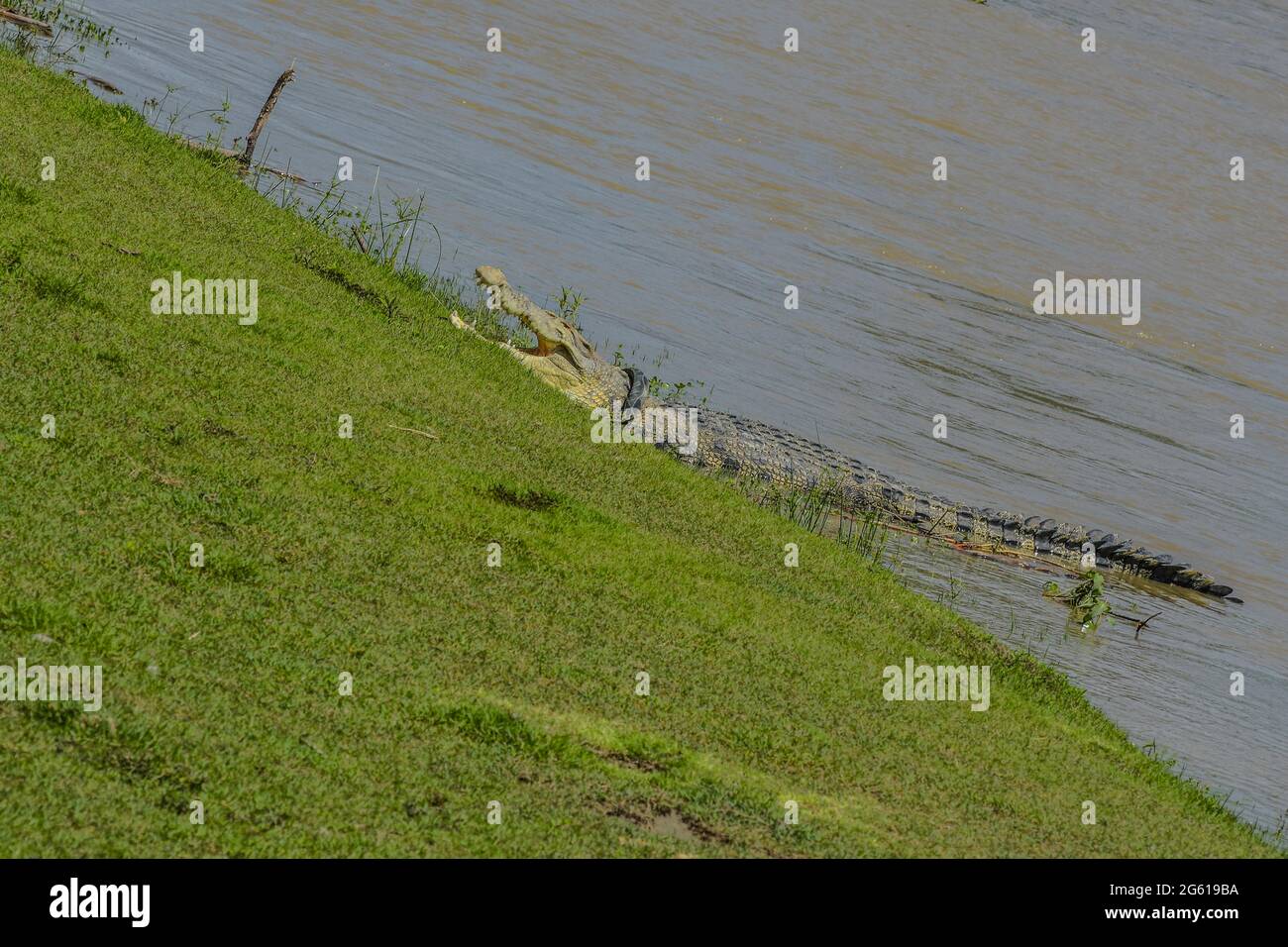 Crocodile avec pneu de moto sur le cou, bains de soleil au bord de la rivière. Depuis 2016, le grand crocodile estuarien a été enroulé dans les pneus en raison du comportement humain dans la litière dans la rivière. (Photo par Adi Pranata/Pacific Press/Sipa USA) Banque D'Images