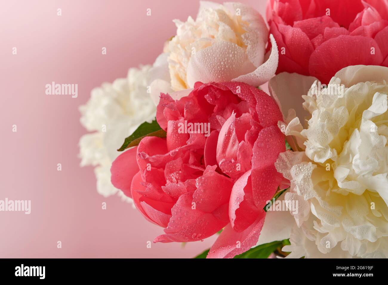 Magnifique bouquet de fleurs de pivoine rouge, rose et blanc sur fond rose,  vue de dessus, espace de copie, plat. Saint-Valentin, mariage et fête des  mères Backgrou Photo Stock - Alamy