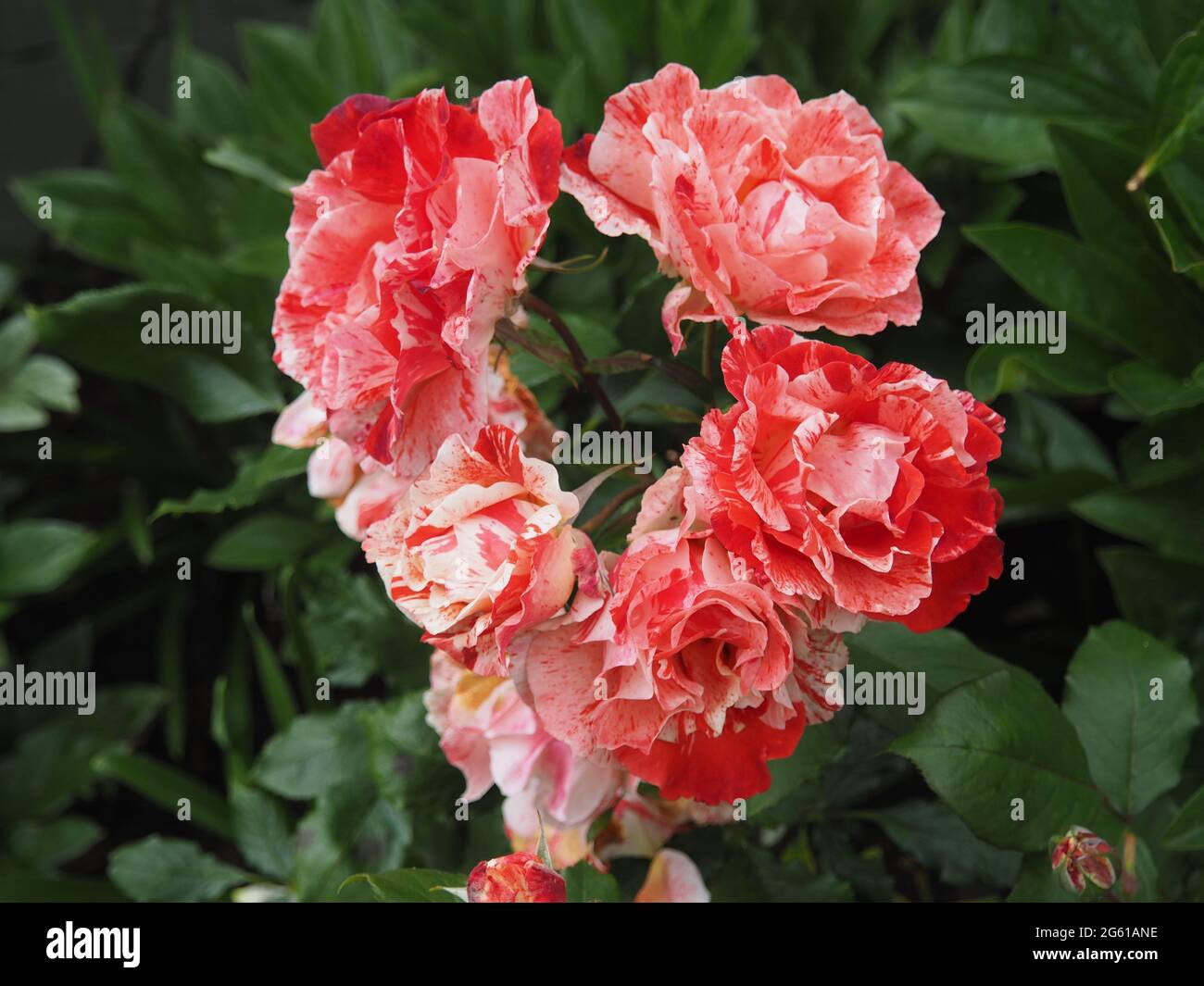 Fleurs roses rouges et blanches (Rosa) 'Hanky Panky' entièrement ouvert Banque D'Images