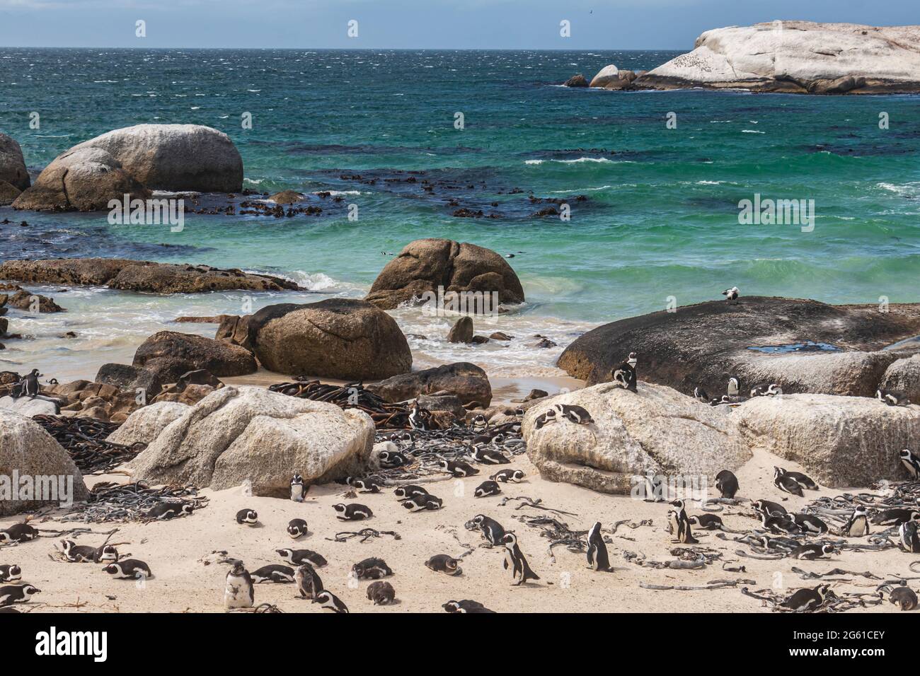La vue sur la plage de rochers rocheux avec une colonie de pingouins africains ou de pingouins de Jackass à Boulder Beach dans la ville de Simon's, en Afrique du Sud. Banque D'Images