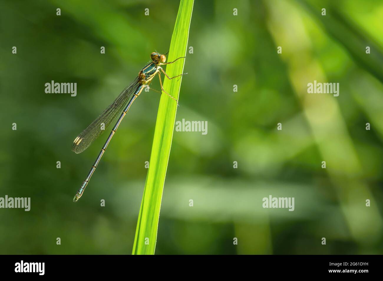 Gros plan d'une petite mouche verte, jaune et brune, Chalcolestes viridis, avec des ailes transparentes qui tiennent sur l'herbe. Jour d'été ensoleillé. Banque D'Images