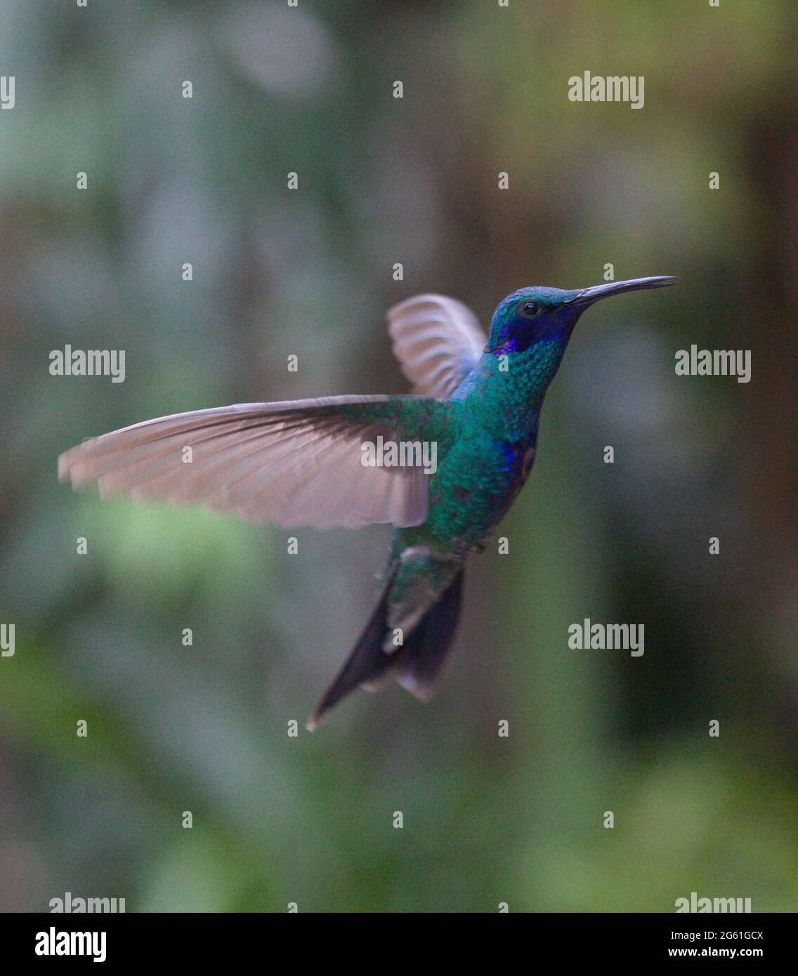 Gros plan sur le colibri bleu vert (Trochilidae) planant dans l'air Otavalo, Équateur Banque D'Images