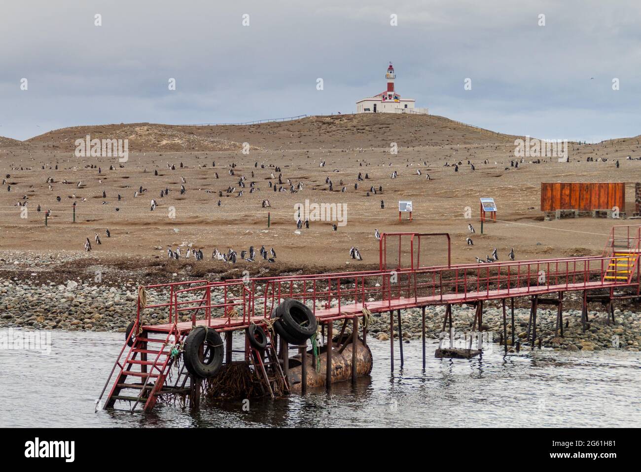 Colonie de pingouins de Magellan sur l'île Isla Magdalena, Chili Banque D'Images