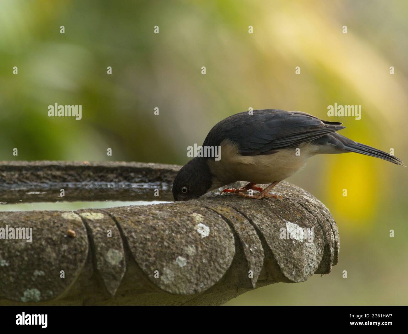 Gros plan de l'eau potable des petits oiseaux de la fontaine du jardin Vilcabamba, Équateur Banque D'Images