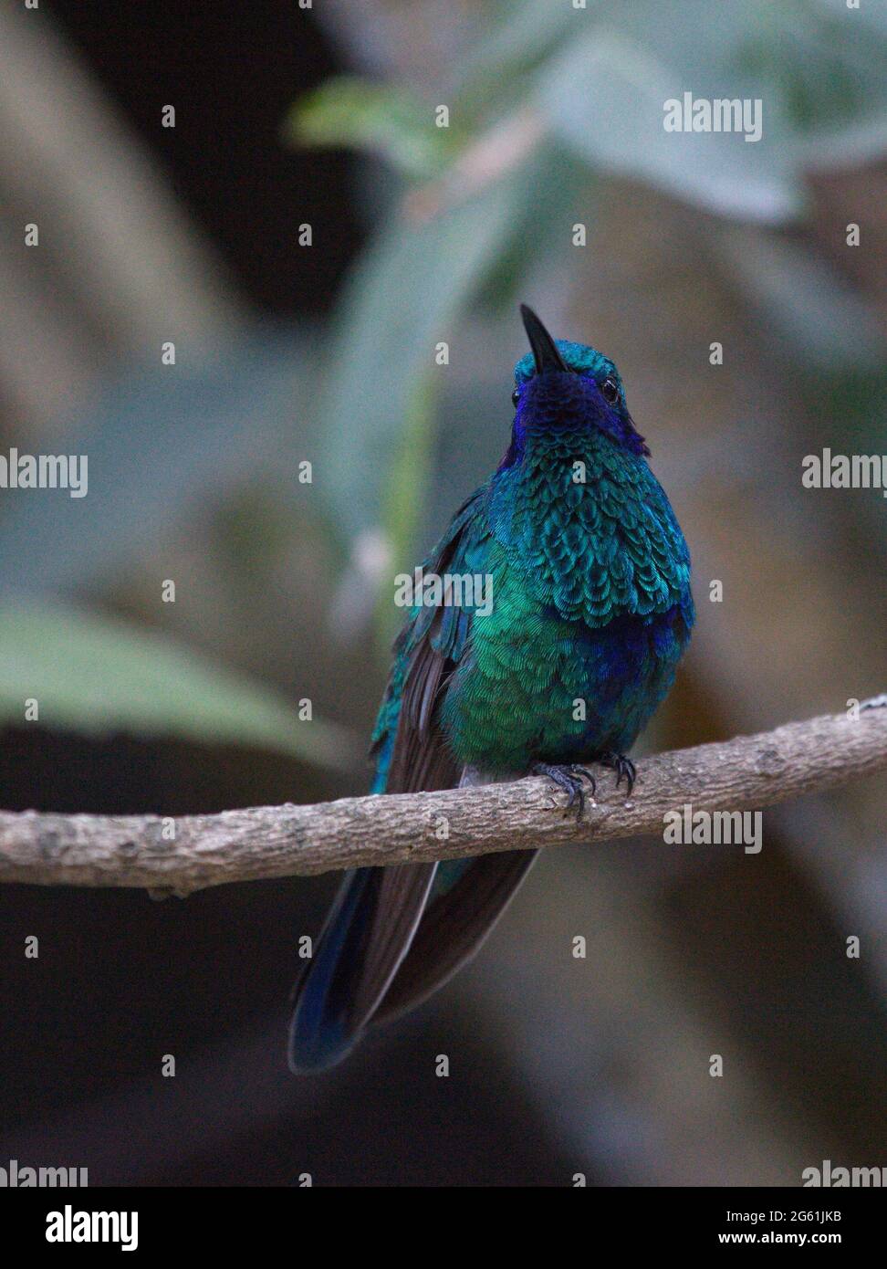 Gros plan du colibri bleu vert (Trochilidae) perçant sur la branche Otavalo, Équateur Banque D'Images