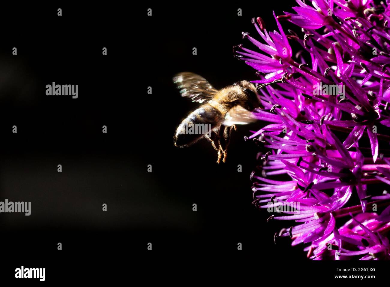 gros plan d'une abeille volant à une fleur d'oignon nacré. Belle couleur pourpre et détails de la fleur. Arrière-plan sombre flou - les ailes sont le mouvement Banque D'Images