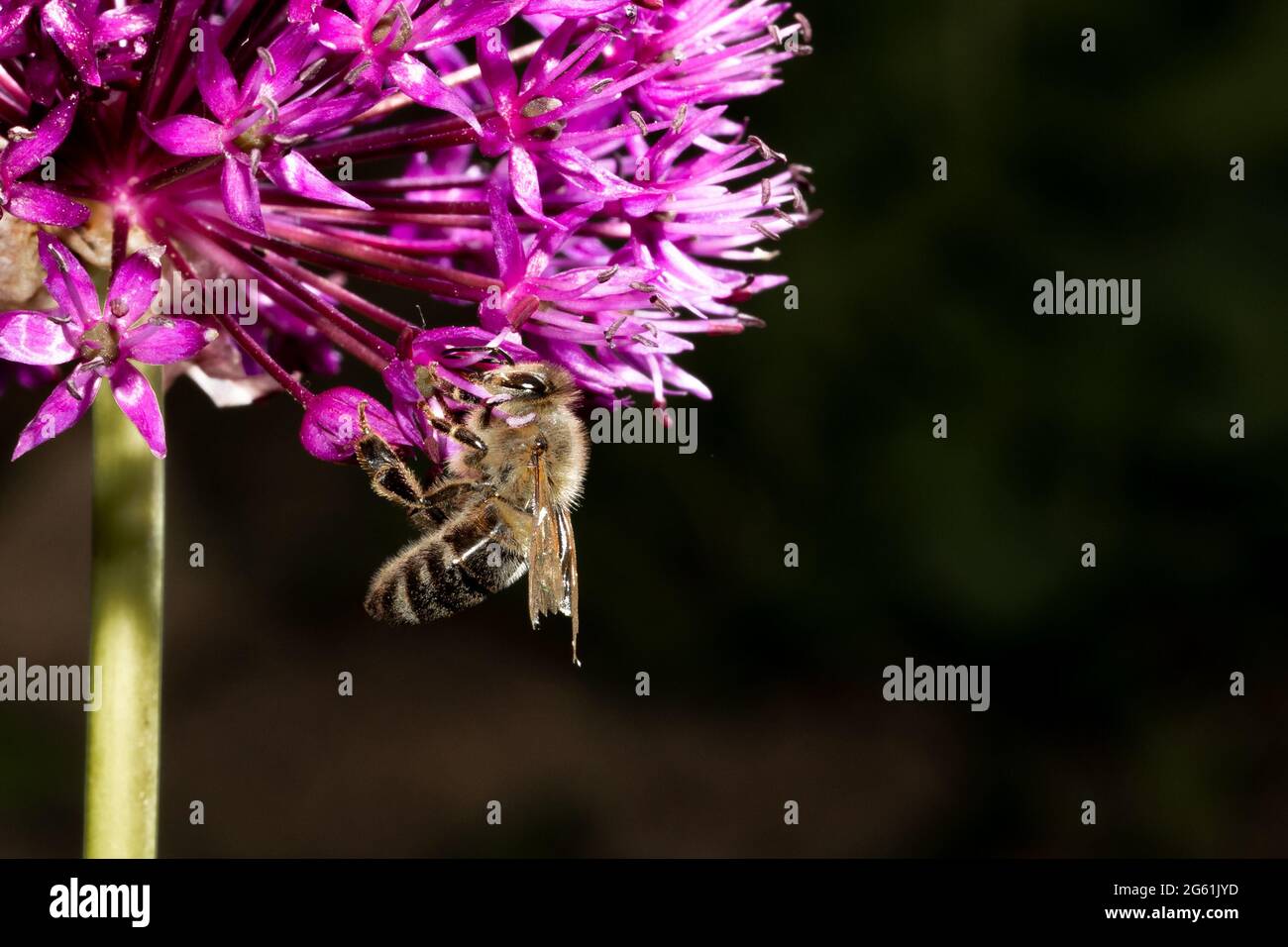 gros plan d'une abeille sur une fleur d'oignon nacré. Belle couleur pourpre et détails de la fleur. Arrière-plan sombre flou - les ailes de l'abeille ar Banque D'Images