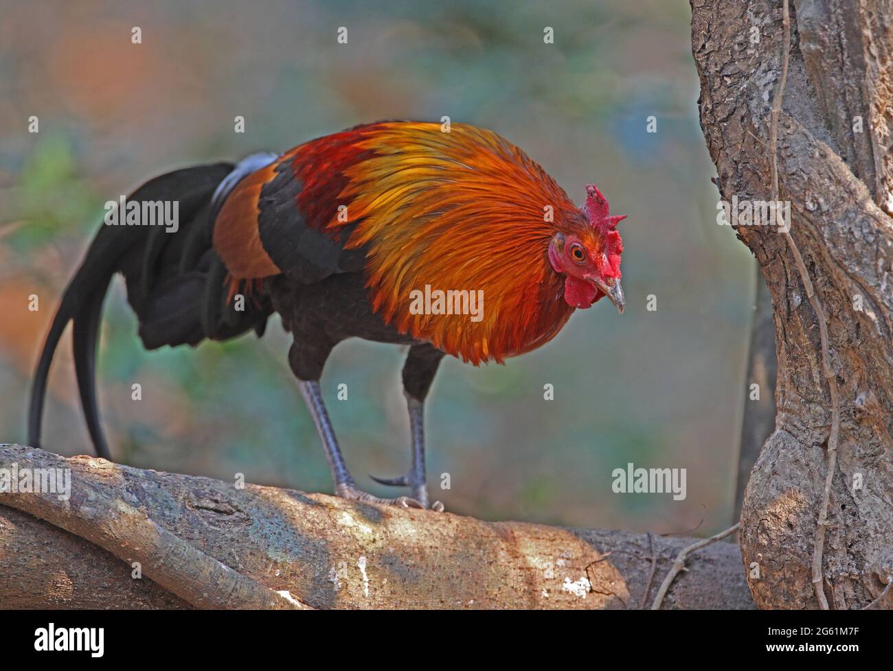 Red Junglewhibou (Gallus gallus spadiceus) adulte mâle grimpant au-dessus du bois près de Kaeng Krachan, Thaïlande Février Banque D'Images