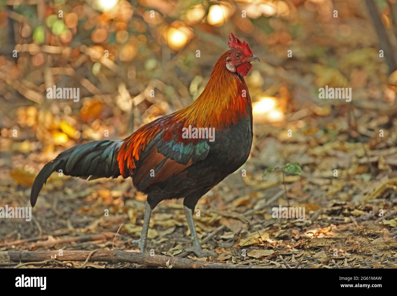 Red Junglewhibou (Gallus gallus spadiceus) adulte mâle marchant sur le sol de la forêt près de Kaeng Krachan, Thaïlande Janvier Banque D'Images