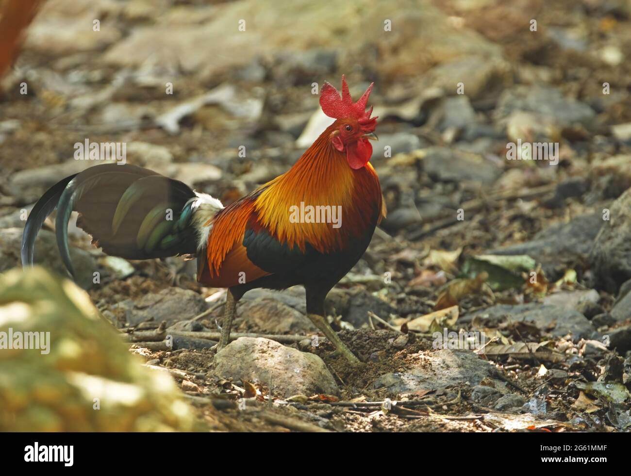Red Junglewhibou (Gallus gallus spadiceus) adulte mâle marchant sur le sol de la forêt près de Kaeng Krachan, Thaïlande Février Banque D'Images