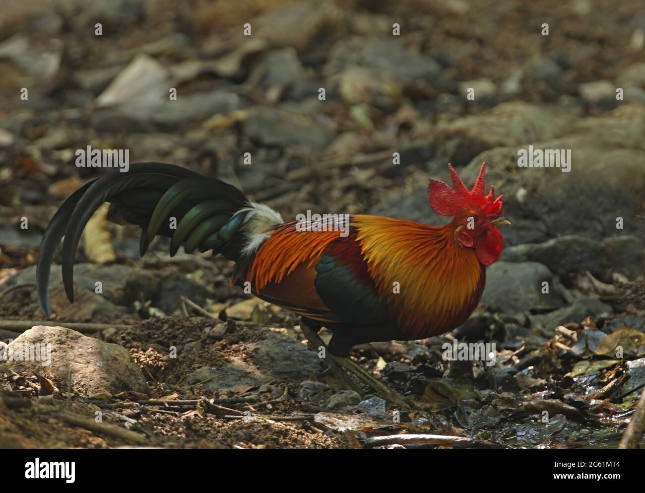Red Junglewhibou (Gallus gallus spadiceus) adulte mâle debout sur le sol de la forêt près de Kaeng Krachan, Thaïlande Février Banque D'Images