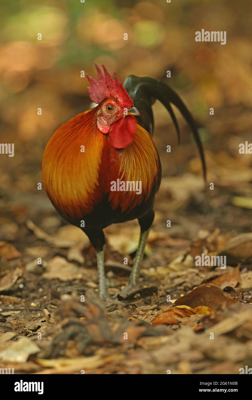 Red Junglewhibou (Gallus gallus spadiceus) adulte mâle debout sur le sol de la forêt près de Kaeng Krachan, Thaïlande Novembre Banque D'Images