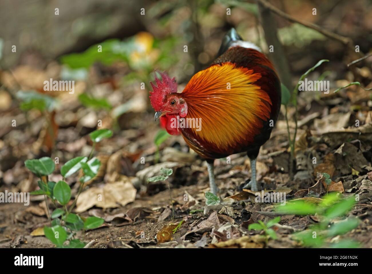 Red Junglewhibou (Gallus gallus spadiceus) adulte mâle debout sur le sol de la forêt près de Kaeng Krachan, Thaïlande Novembre Banque D'Images