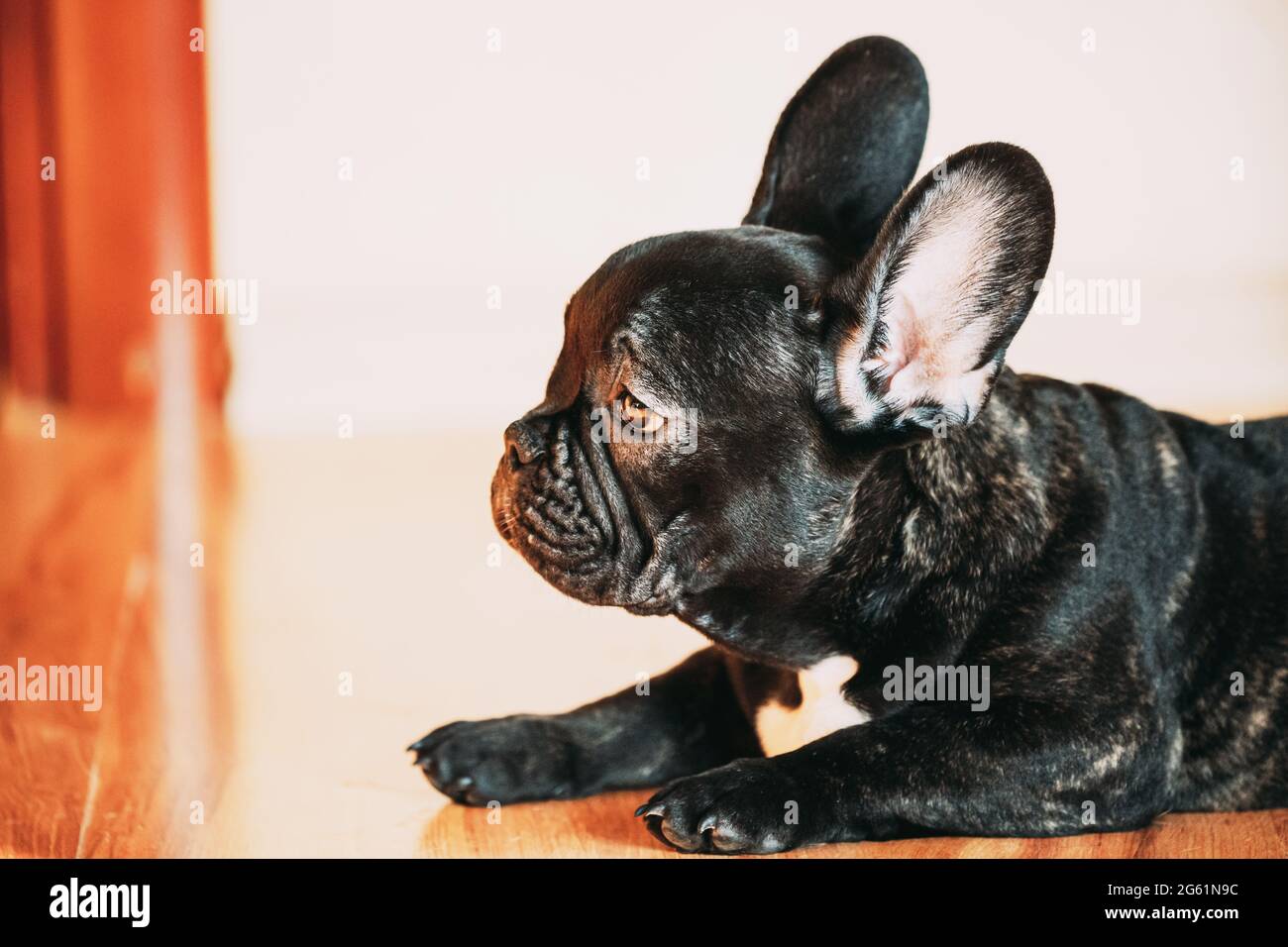 Jeune Chien Noir Francais Bulldog Puppy Assis Sur Laminate Floor Indoor Home Bebe Chien Drole Photo Stock Alamy