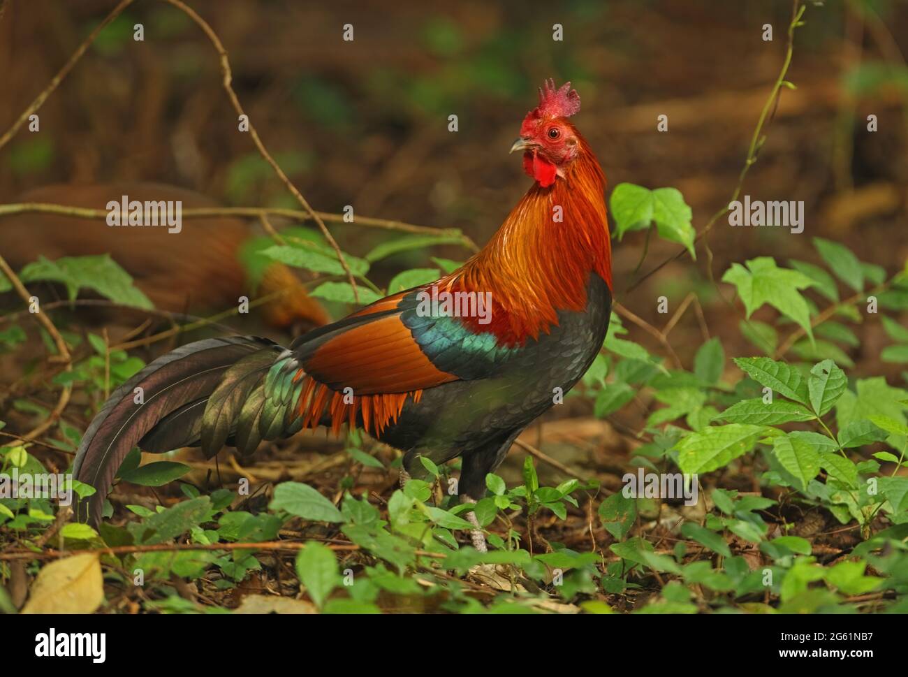 Red Junglewhibou (Gallus gallus spadiceus) adulte mâle debout sur le sol de la forêt près de Kaeng Krachan, Thaïlande Novembre Banque D'Images