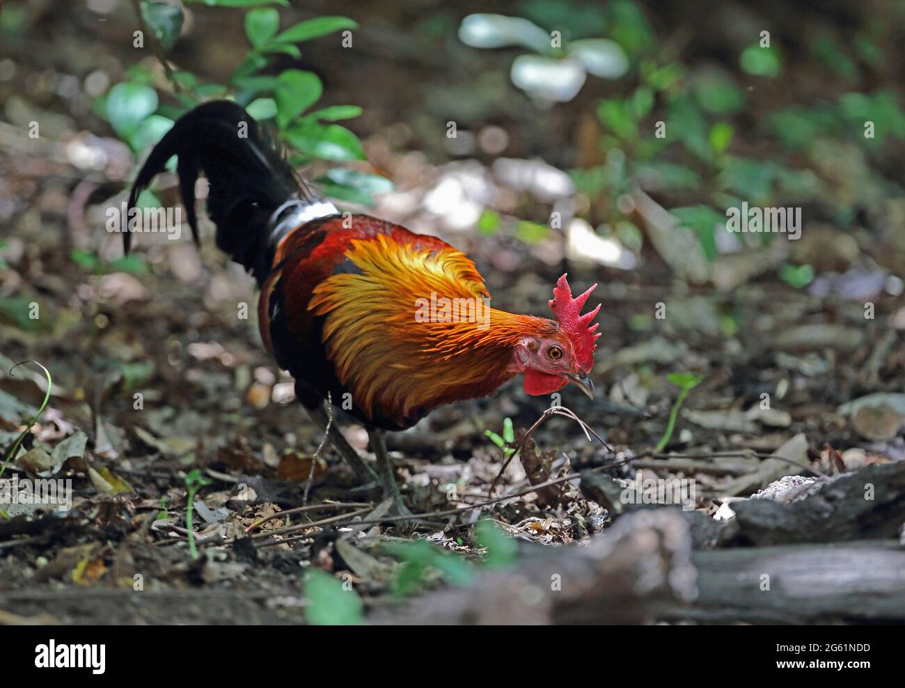 La Junglewhibou rouge (Gallus gallus spadiceus) adulte mâle se fourragent sur le sol de la forêt près de Kaeng Krachan, en Thaïlande Mai Banque D'Images