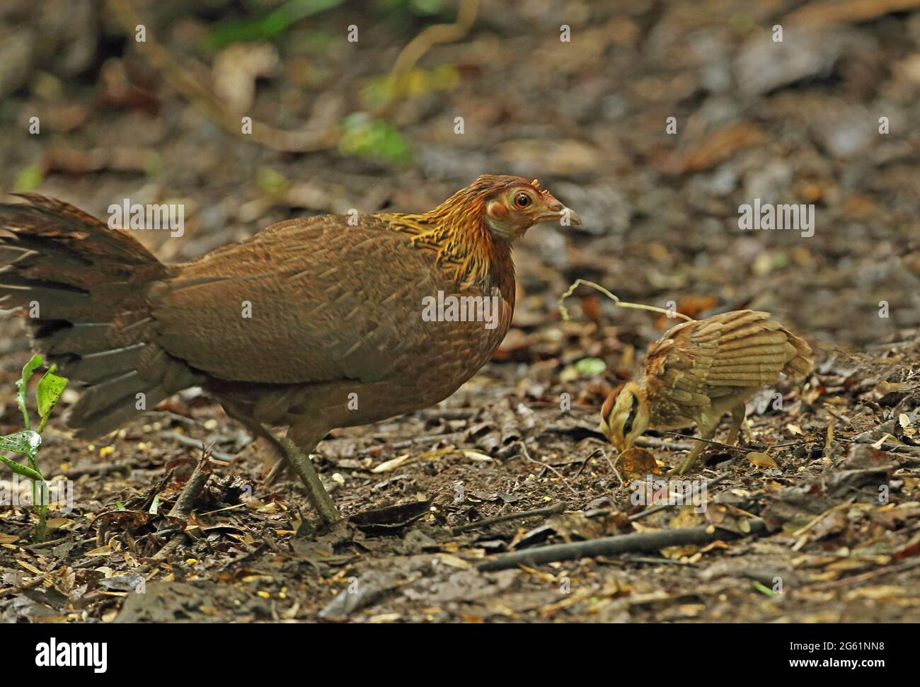 Red Junglewhibou (Gallus gallus spadiceus) adulte femelle avec nourriture de poussins dans les bois près de Kaeng Krachan, Thaïlande Mai Banque D'Images