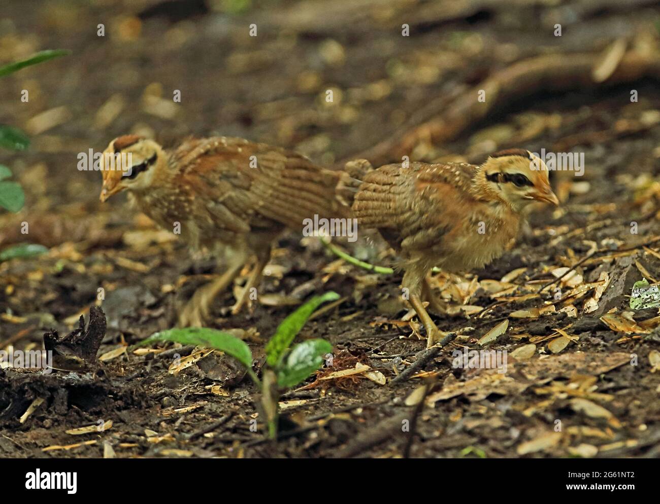 Red Junglewhibou (Gallus gallus spadiceus) deux poussins qui se forgent dans les bois près de Kaeng Krachan, en Thaïlande Mai Banque D'Images