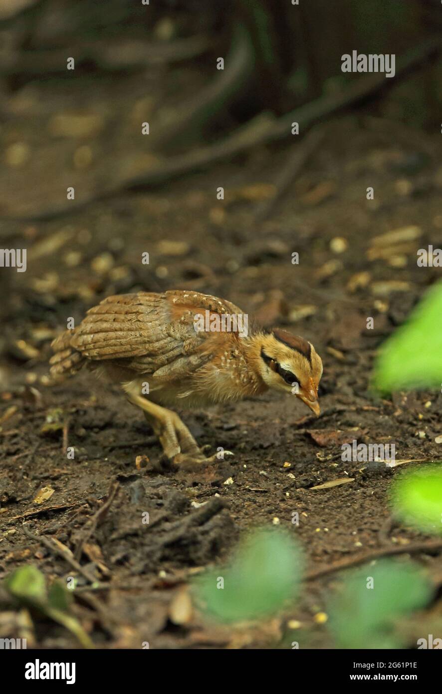 La Junglewhig rouge (Gallus gallus spadiceus) recherche de poussins dans les bois près de Kaeng Krachan, en Thaïlande Mai Banque D'Images