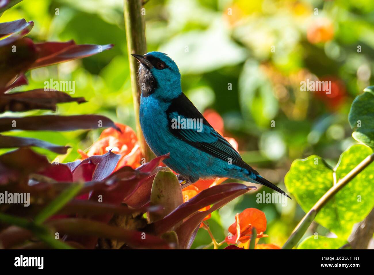 Les dacnis bleus (dacnis cayana) dans la forêt atlantique Banque D'Images