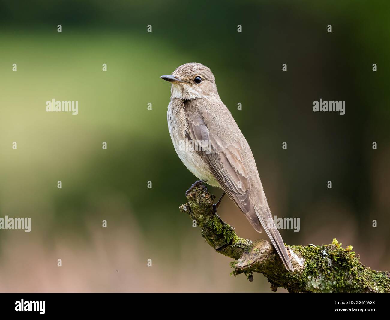 Un flycatcher tacheté vu au début de l'été au milieu du pays de Galles Banque D'Images