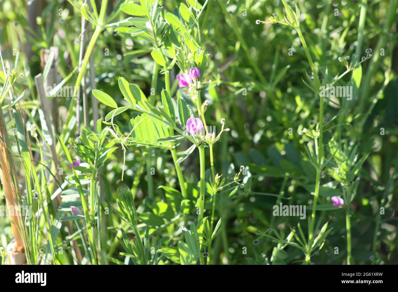 Etch commun en fleur avec plantes vertes en arrière-plan Banque D'Images