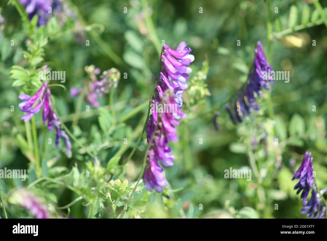 Etch poilu en fleurs en gros plan avec plantes vertes en arrière-plan Banque D'Images