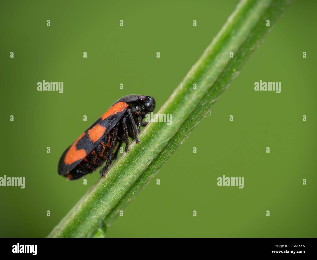 Insecte rouge et noir Banque de photographies et d’images à haute résolution Alamy