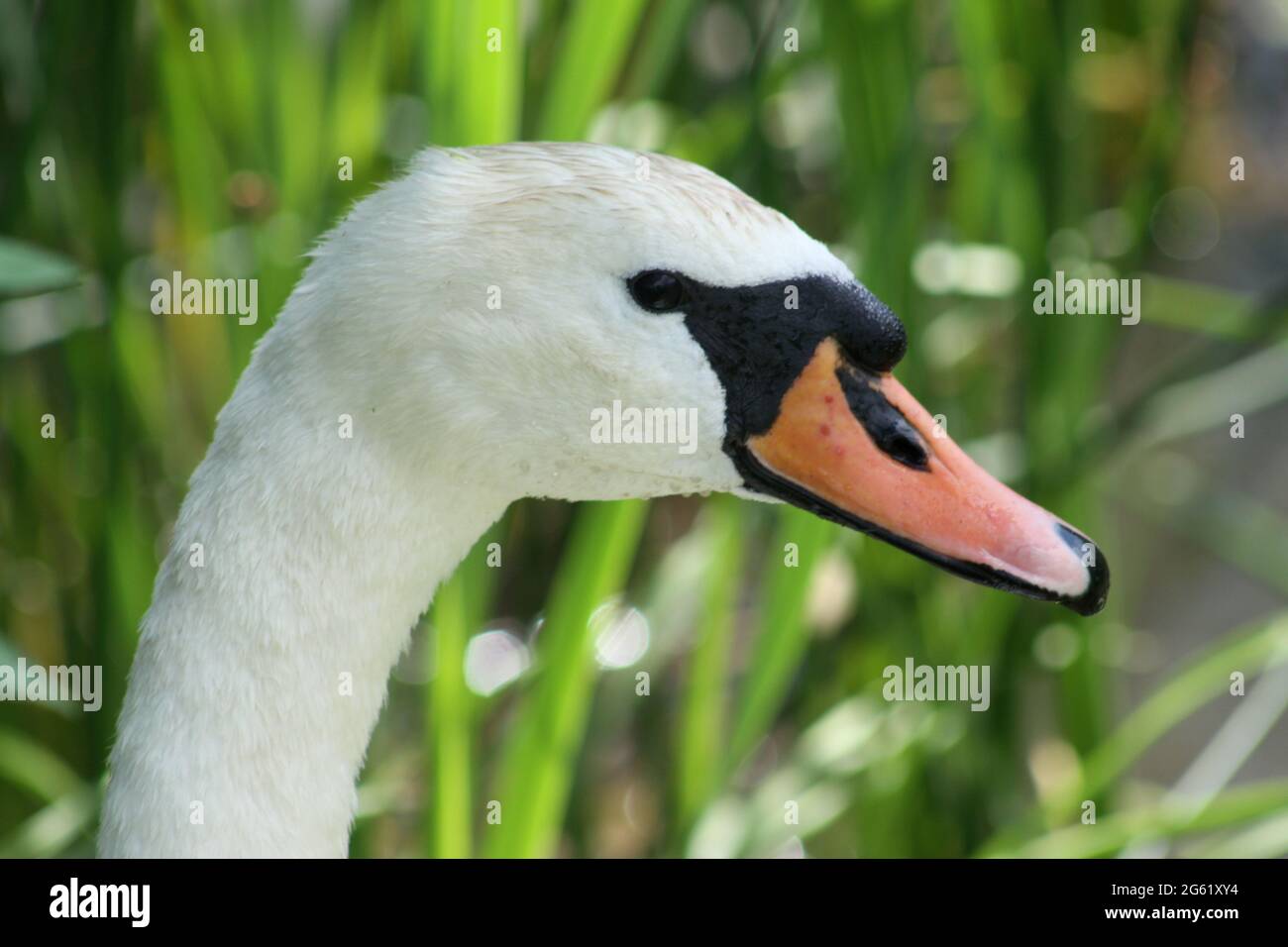 Vue rapprochée de la tête de cygne blanche avec fond vert Banque D'Images