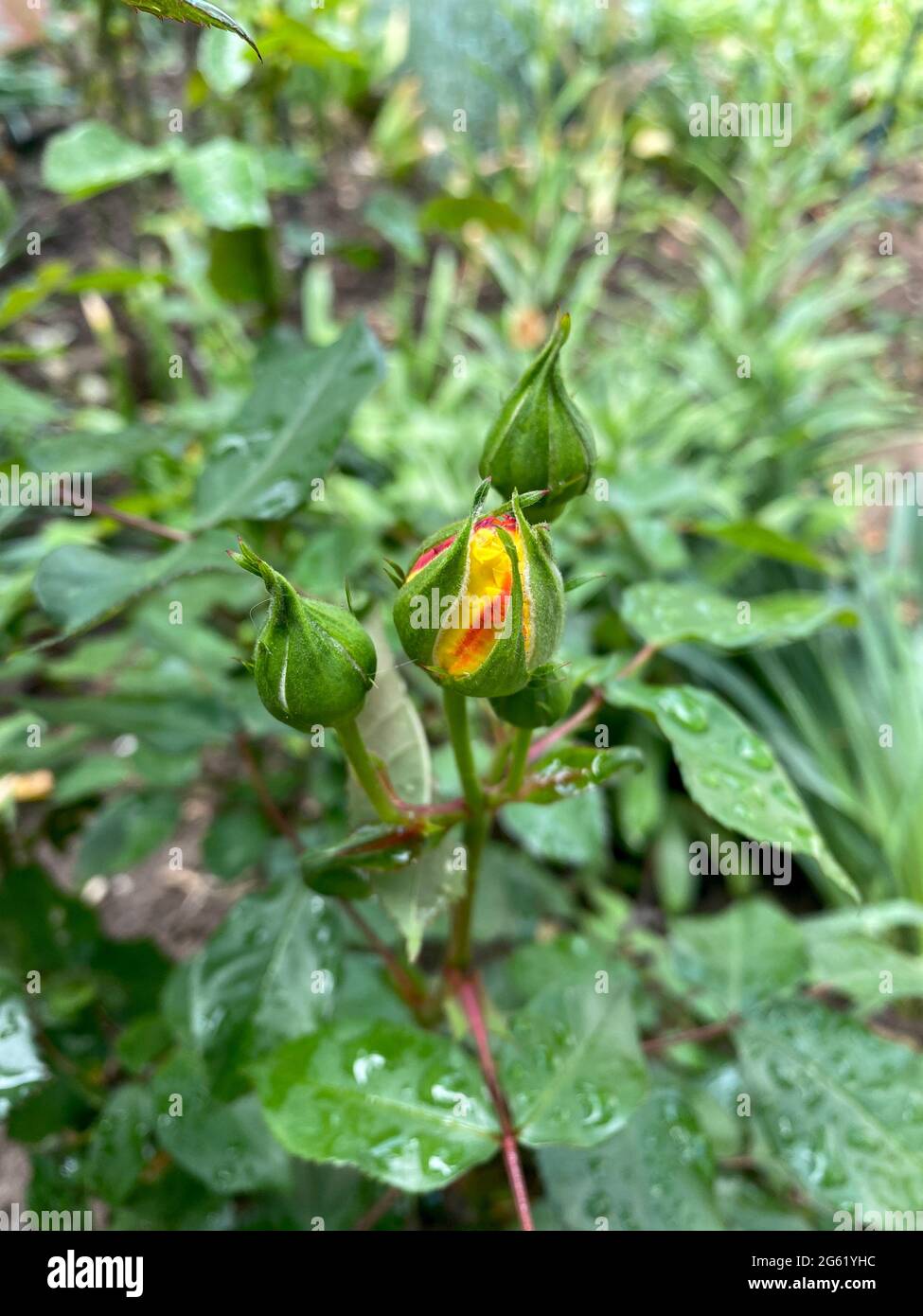 Prêt à fleurir rose jaune vue rapprochée avec des feuilles vertes en arrière-plan Banque D'Images