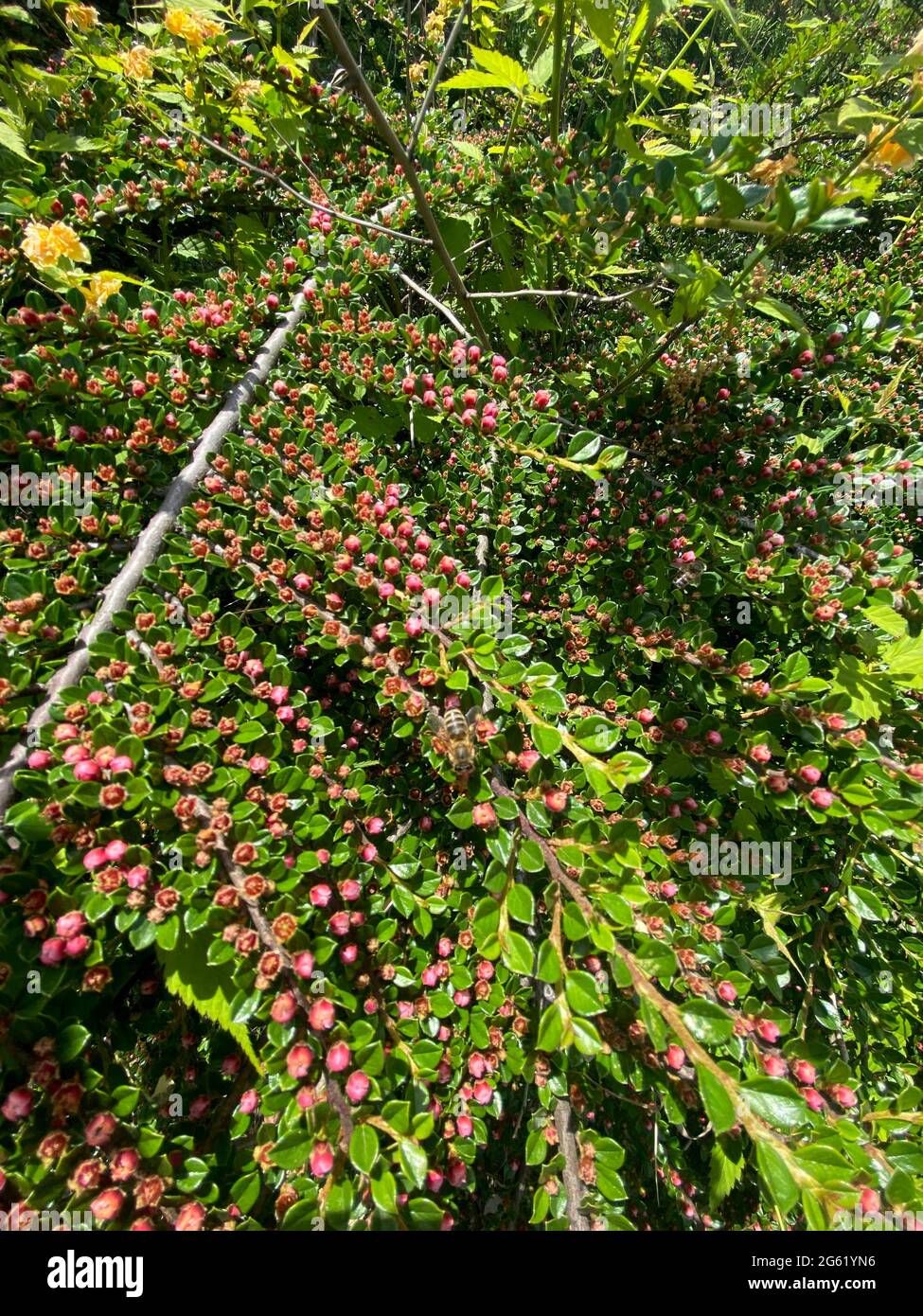 Rock cotoneaster dans la vue en gros plan de la fleur Banque D'Images