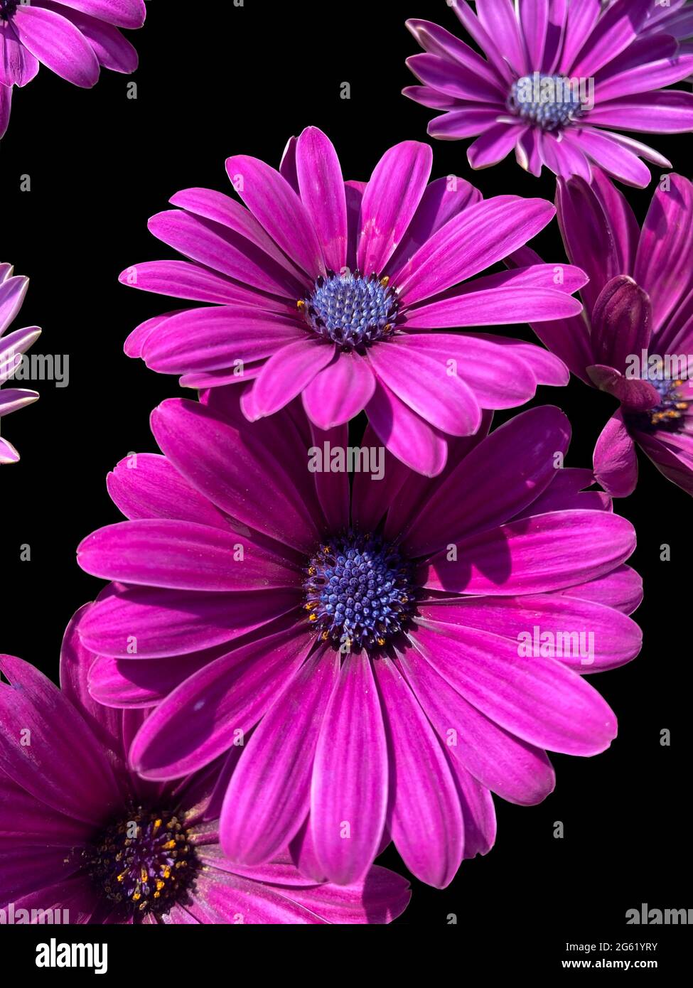 cape marguerite magenta en fleur vue rapprochée isolée sur fond noir Banque D'Images