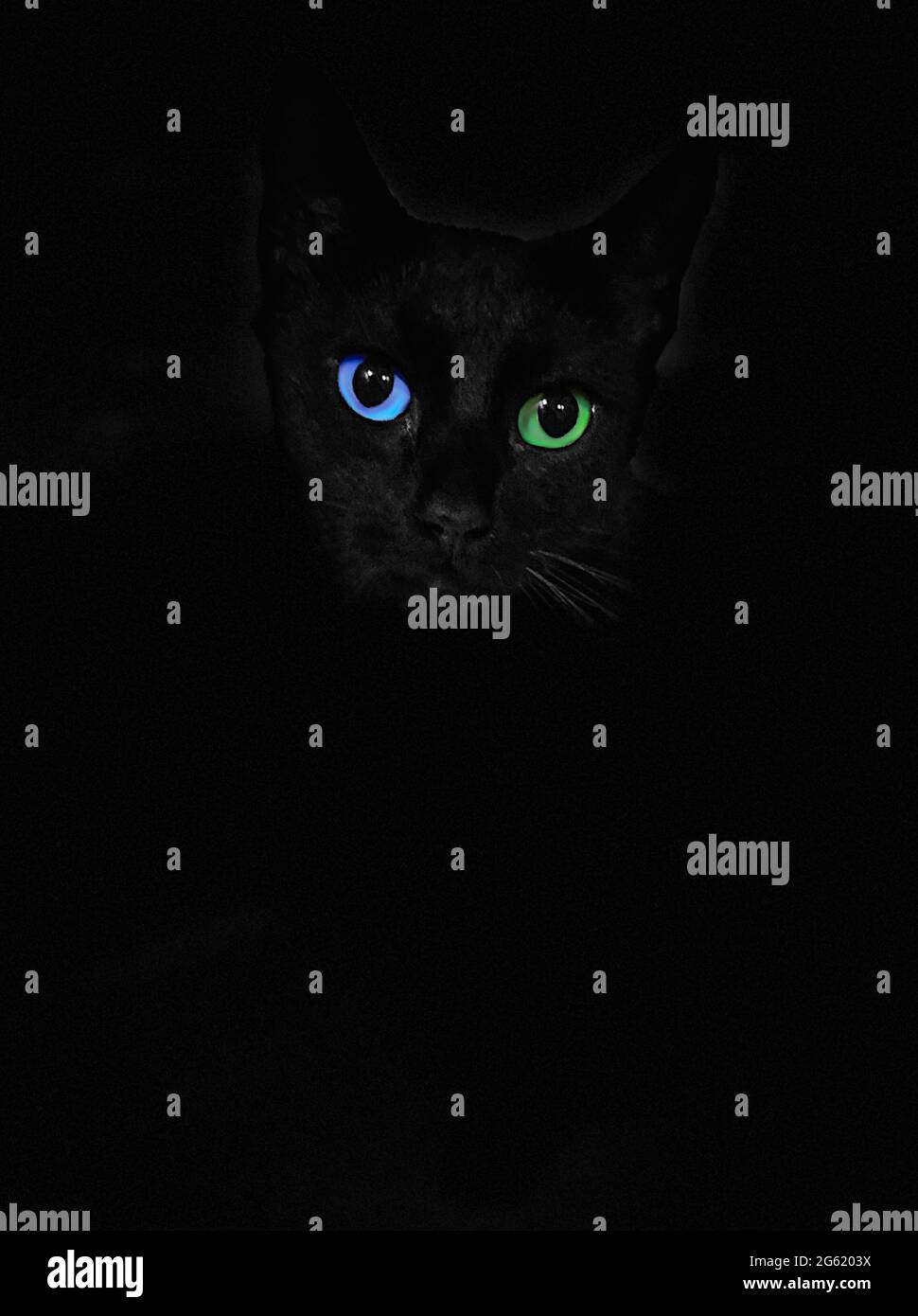 Yeux bleus et verts chat noir isolé sur fond noir Banque D'Images
