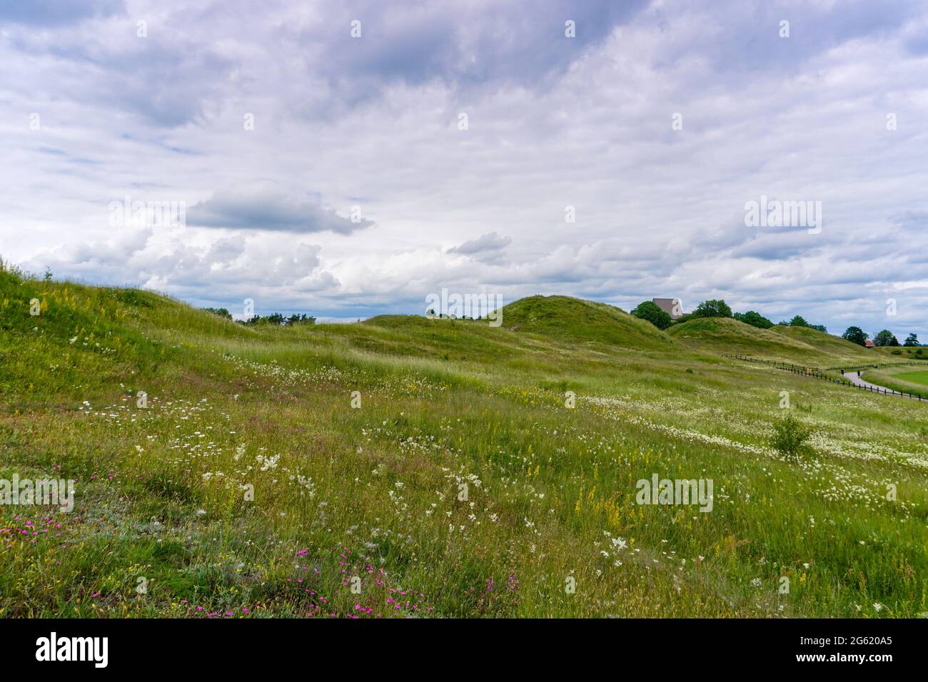 Les collines vallonnées de Gamla Uppsala couvertes de longues prairies de fleurs sauvages avec un chemin de gravier sur le côté Banque D'Images