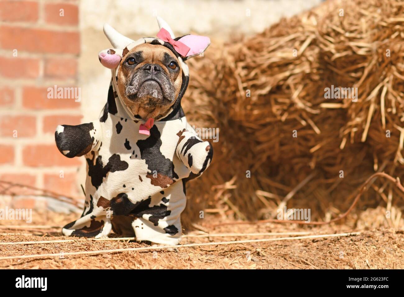 Chien Bulldog français portant un drôle de costume de vache de plein corps Halloween avec de faux bras, des cornes, des oreilles et un ruban devant la balle de foin Banque D'Images