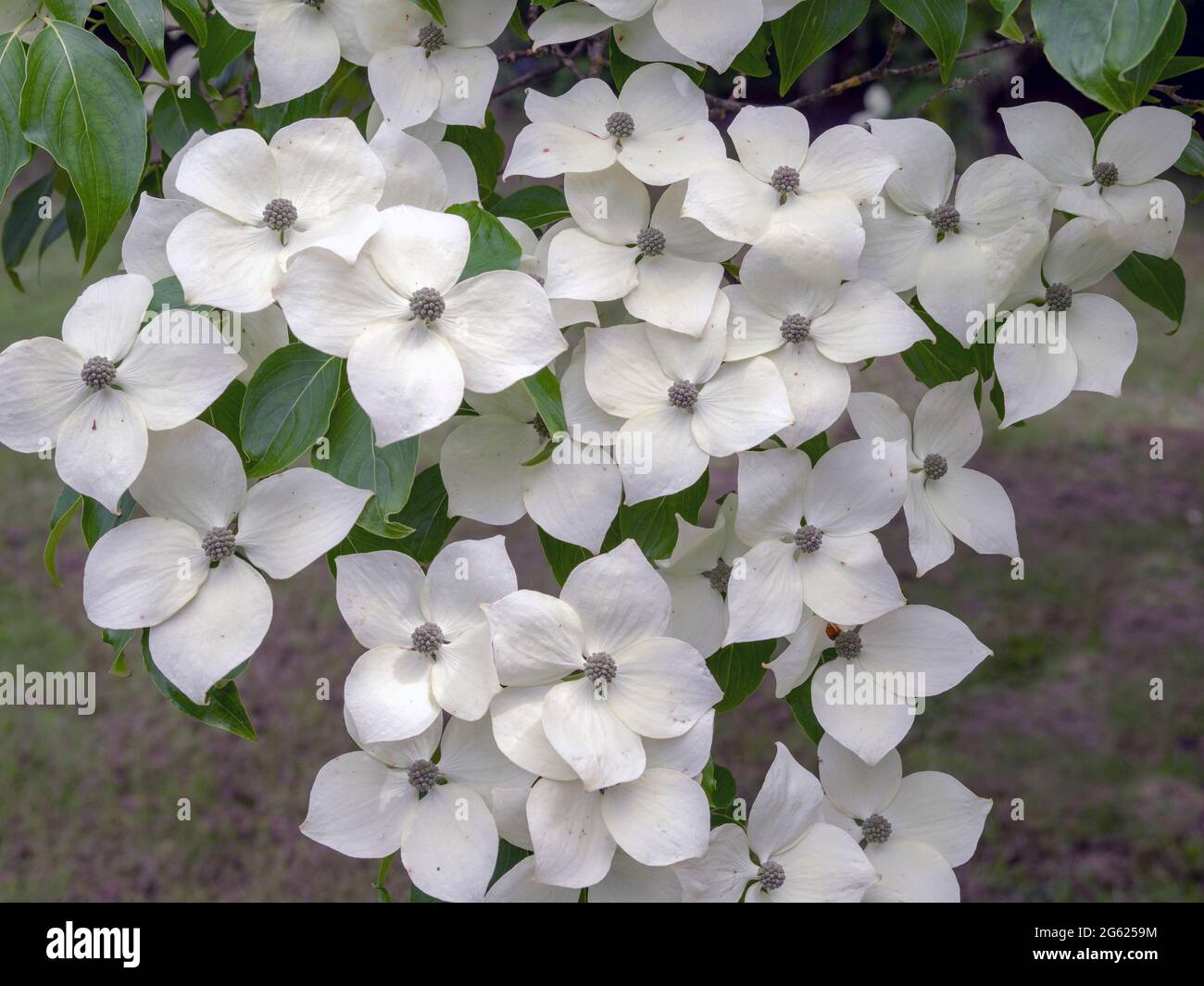 Fleur de cornouiller blanche, variété Cornus kousa Madame Butterfly Banque D'Images